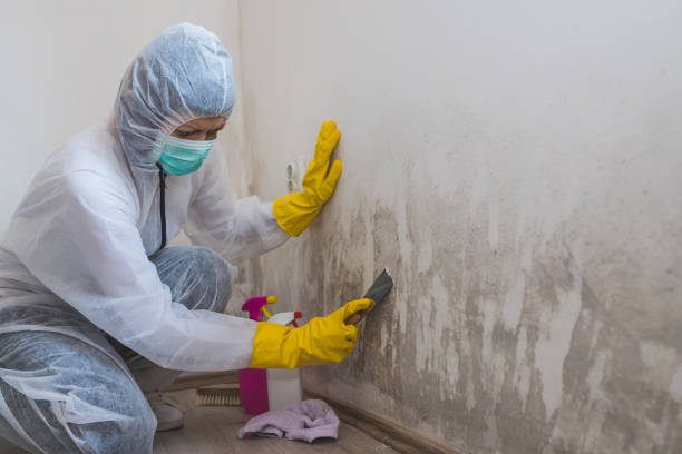 Best Residential Mold Removal  in Lake Lorraine, FL