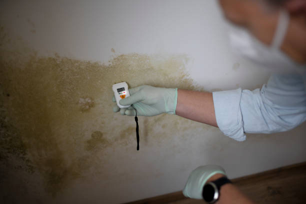 Best Mold Damage Repair  in Lake Lorraine, FL
