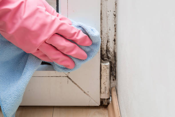 Home Mold Removal in Lake Lorraine, FL